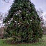 Sequoiadendron giganteum অভ্যাস