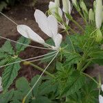 Cleome speciosa Flower