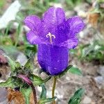 Campanula medium 花