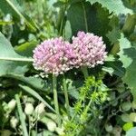 Allium polyanthum Цветок