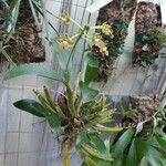 Dendrobium bifalce Habit