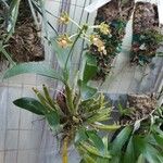 Dendrobium bifalce موطن