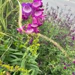 Penstemon hartwegii Flower