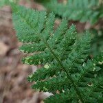 Dryopteris carthusiana Hoja