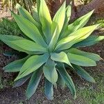 Agave demeesterianaFolla