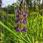 Lupinus perennisFlower