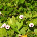 Ipomoea tiliacea Flower