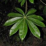 Jacaratia spinosa Blatt