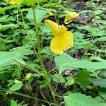 Impatiens noli-tangere Blodyn