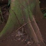 Rhodostemonodaphne kunthiana 樹皮
