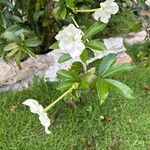 Brunfelsia americana Floro