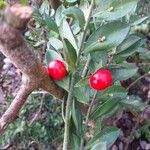 Ruscus aculeatus Fruit