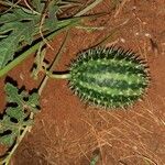 Cucumis ficifolius ফল