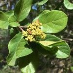 Antidesma venosum Flower