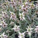 Monarda punctata Vekstform