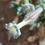 Silene succulenta Floro