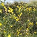 Crotalaria laburnifolia عادت