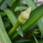 Agapanthus africanus Other