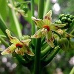 Manihot grahamii Bloem