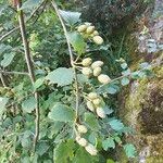 Alnus alnobetula Liść