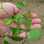 Tassadia obovata その他の提案