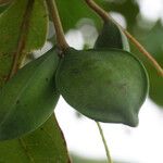 Terminalia catappa L.Frugt