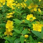 Hypericum beanii Цветок