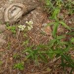 Galium rubioides Ліст