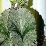 Astrophytum myriostigma Habitat