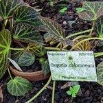 Begonia chloroneura Autre