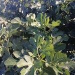 Ficus carica Συνήθη χαρακτηριστικά