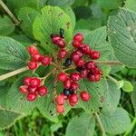 Viburnum lantanaFruit