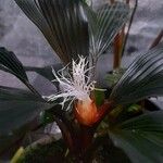 Asplundia brachyphylla 花