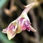Bulbophyllum geminiflorum