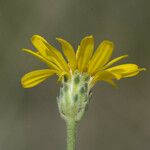 Pyrrocoma uniflora Flower