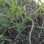 Tragopogon crocifolius Lehti