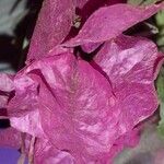 Bougainvillea spectabilisЦвят