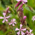 Silene mutabilis Цвят