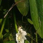Aponogeton distachyos Flower