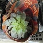 Echeveria spp. Leaf
