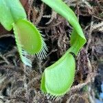 Dionaea muscipula Folla