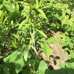 Cleome dodecandra Leaf