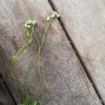 Draba verna 整株植物