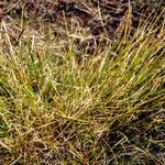 Carex myosuroides Hábito