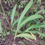 Bletia purpurea Leaf