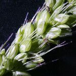Setaria verticillata Frucht