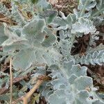 Glaucium flavum Leaf