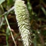 Phleum phleoides Плід