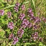 Thymus serpyllum花