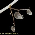 Utricularia minor Прочее